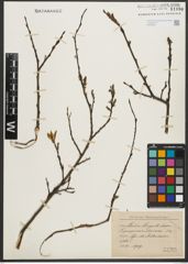 Foto von Salix purpurea L. x Salix silesiaca Willd.